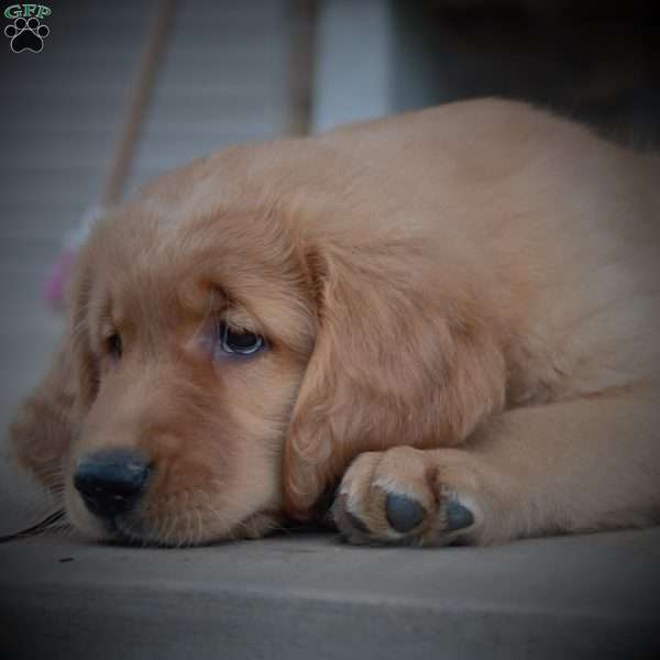 Toni, Golden Retriever Puppy